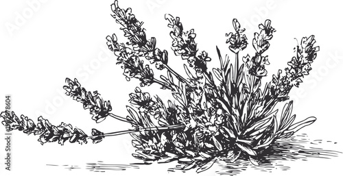 Lavender sprigs with flowers and leaves botanical herbal illustration of aromatic plant