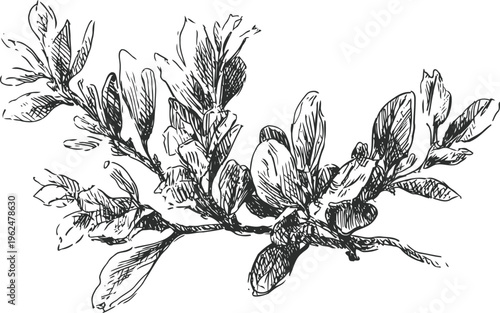 Detailed black and white vintage botanical illustration of a flowering branch with leaves and buds