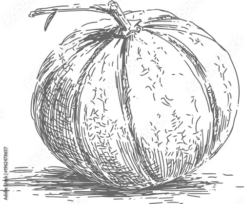 Hand drawn pumpkin illustration with textured shading and detailed stem on white background