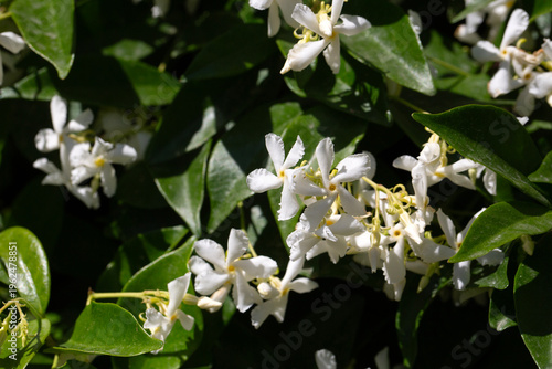 Fragrant White Star Jasmine...