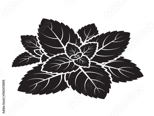 Mint leaves silhouette with refreshing and crisp botanical feel 