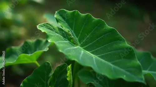 Large green leafy tropical plant foliage.