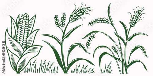 A detailed illustration of various types of grasses and plants growing in a natural setting