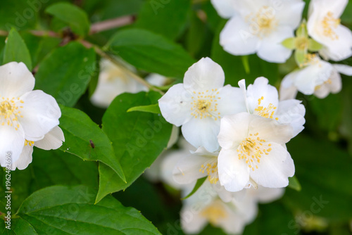 Blooming White Mock Orange ...