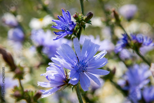 Foto Blooming chicory in the meadow, medicinal wildflower