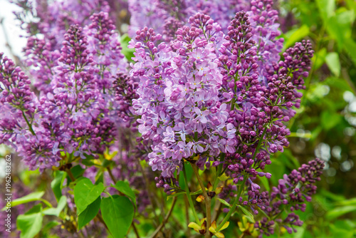 Purple Lilac Flowers Bloomi...