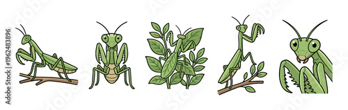 Five cartoon praying mantises are depicted in various poses, showcasing their unique insect characteristics and natural habitat interactions.