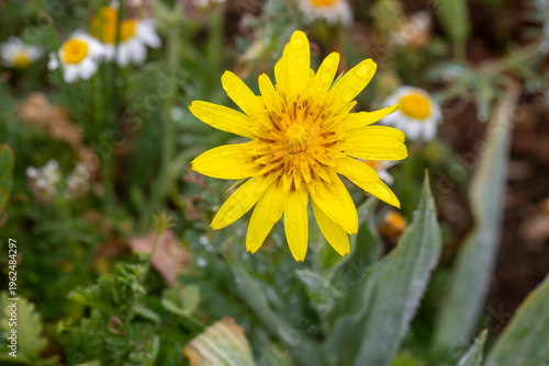 Bright Yellow Salsify Flowe...