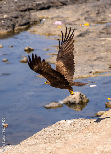 Slika na platnu Black Kite, Fire Kite, Milvus Migrans, Mumbai, India,