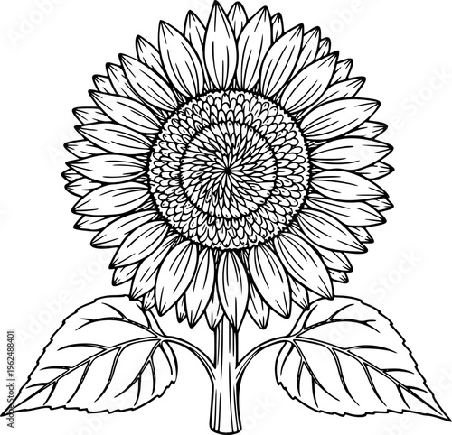 Sunflower Vector Illustration Black and White Outline Floral Nature Element for Coloring Book

