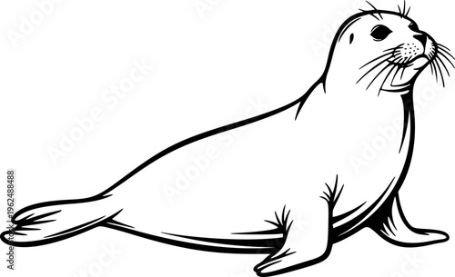 harbor seal line art silhouette vector illustration
