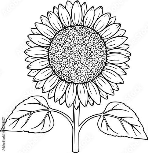 Sunflower Vector Illustration Black and White Outline Floral Nature Element for Coloring Book
