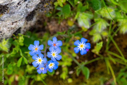 Small Blue Forget-Me-Not Fl...