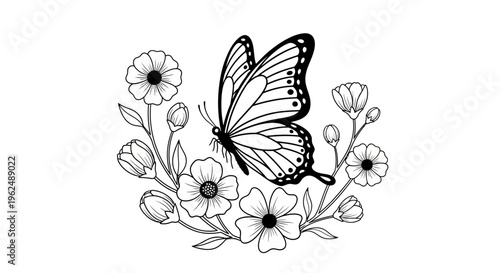 Black and white butterfly insect.