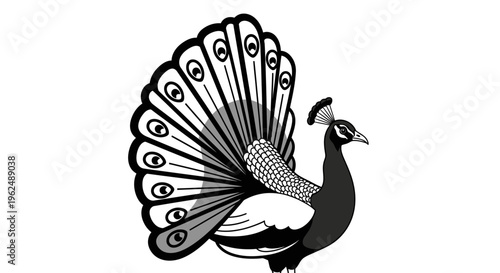 Black and white peacock standing proudly.