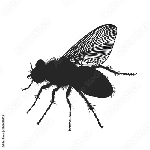 black silhouette house fly on a white backgrounk vector