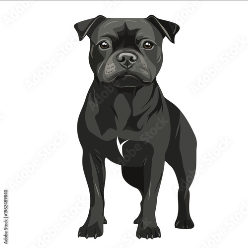 simple vector Staffordshire Bull Terrier clipart illustration white background vector art style simple design flat illustration no shadows.jpeg