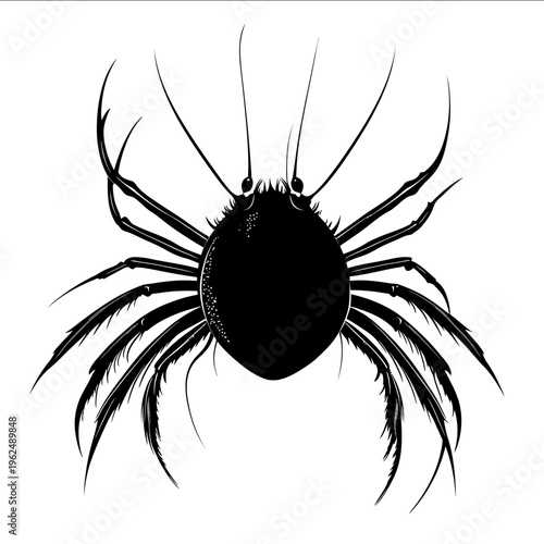 black silhouette horseshoe crab on a white backgrounk vector