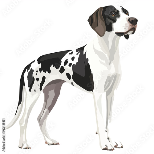 simple vector Small Munsterlander Pointer clipart illustration white background vector art style simple design flat illustration no shadows.jpe