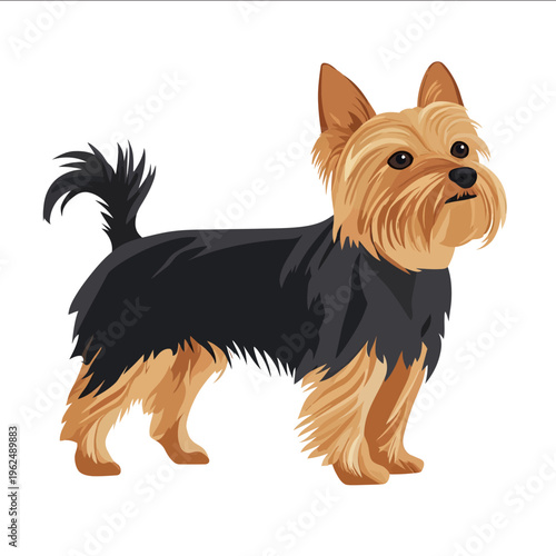 simple vector Silky Terrier clipart illustration white background vector art style simple design flat illustration no shadows