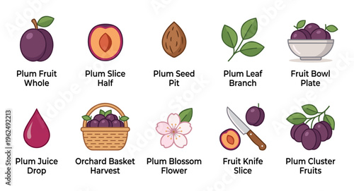 Plums fruit whole slice seed leaf blossom juice basket elements are beautifully illustrated in a comprehensive collection showing various stages and forms.