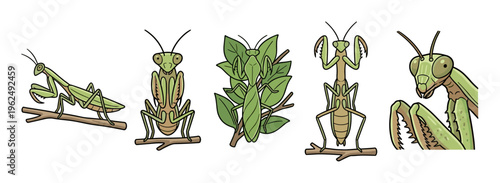 Five praying mantises depicted in various cartoon illustrations on branches and leaves, showcasing their unique forms and predatory postures in a collection of vibrant drawings.