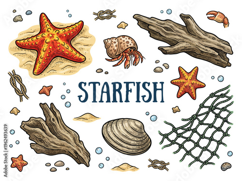 Set of marine life elements including starfish hermit crab driftwood and seashells in vintage hand drawn style on black background vector illustration