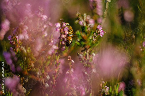 Delicate purple-pink heather flowers for a beautiful floral background