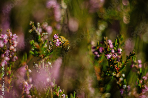 Delicate purple-pink heather flowers for a beautiful floral background