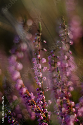 Delicate purple-pink heather flowers for a beautiful floral background