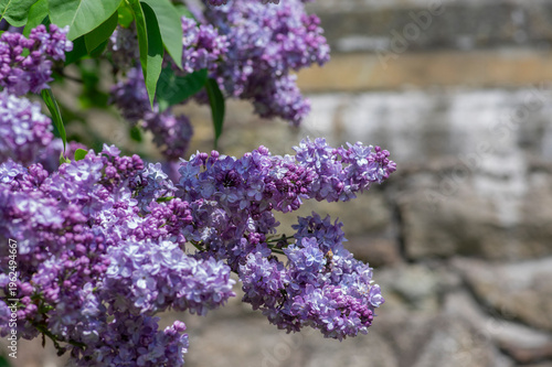 Fényképezés Syringa vulgaris violet purple flowering bush, groups of scented flowers on bran