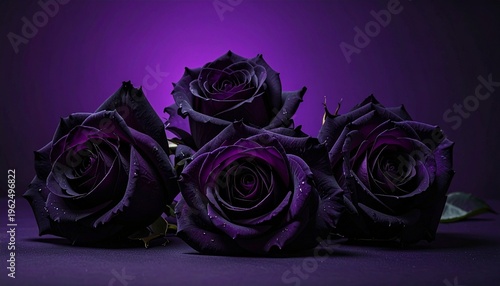 Wallpaper Mural Dunkle Rosen vor violettem Farbverlauf Torontodigital.ca