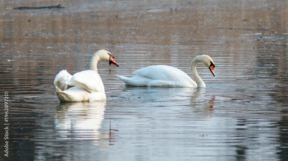 Fototapeta premium swans in the lake