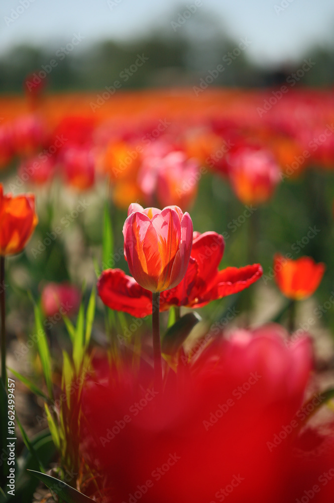 Obraz premium Summer Cracked Background with Blurred Tulip Field