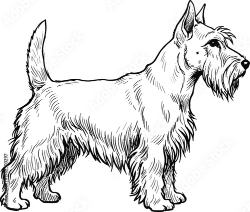 Scottish Terrier dog vector illustration showing detailed wiry coat beard eyebrows standing profile cute pet artwork design for animal lovers