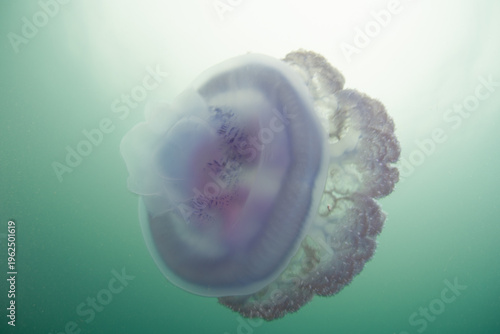 A Blue crown jellyfish, Cephea cephea, swims just under the surface of the Pacific Ocean in Fiji's tropical waters. While these cnidarians have stinging tentacles, they are harmless to humans.