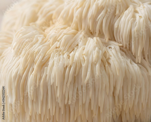 Macro texture of lions mane mushroom close up