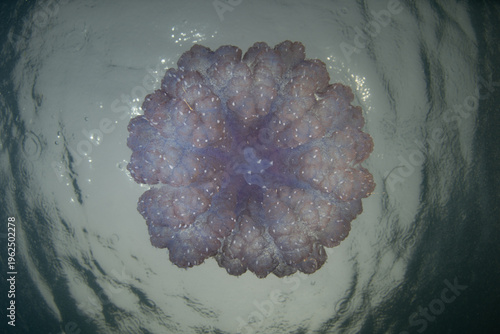 A Blue crown jellyfish, Cephea cephea, swims just under the surface of the Pacific Ocean in Fiji's tropical waters. While these cnidarians have stinging tentacles, they are harmless to humans.