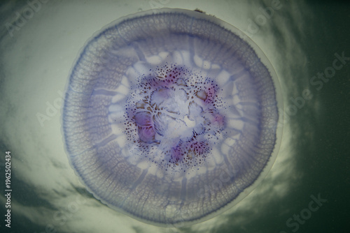 A Blue crown jellyfish, Cephea cephea, swims just under the surface of the Pacific Ocean in Fiji's tropical waters. While these cnidarians have stinging tentacles, they are harmless to humans.