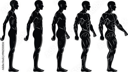 Series of male bodybuilder silhouettes showing progression of muscle development.