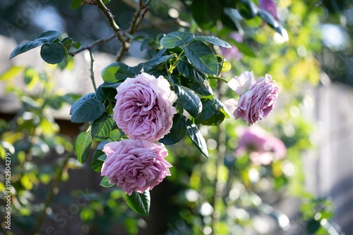 Quicksilver Rose Blooms in Sunlit Garden
