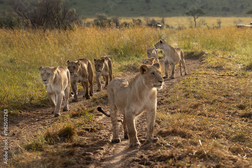 Lions of black rock pride moving in Savannah, Masai Mara, Kenya. Selective focus on the back.