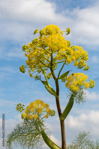 Blooming Giant Fennel Ferul...