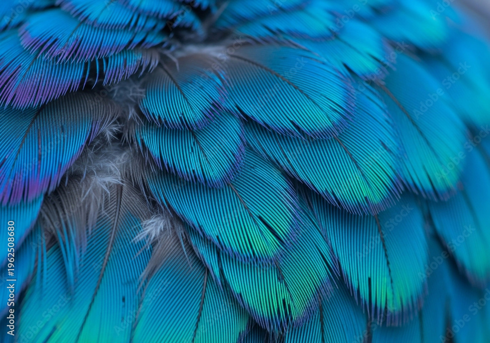 Obraz premium Vibrant blue and green bird feathers with iridescent sheen close up macro shot with soft lighting