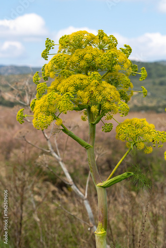 Blooming Giant Fennel Ferul...
