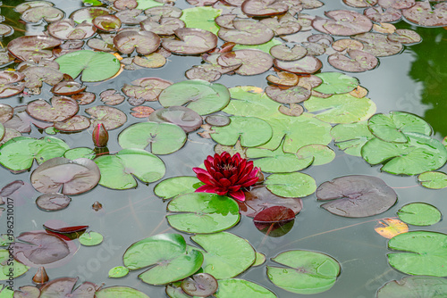 Red water lily blooms in a pond with green leaves