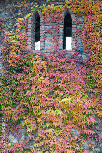 Bright leaves adorn an old brick wall