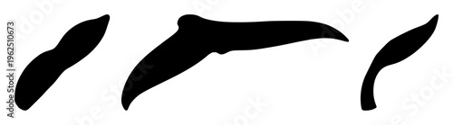 Whale tail fluke silhouette set with large water spray backdrop featuring marine, whale, silhouette with blue background and waves