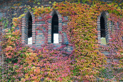 Vines cover brick wall near windows in autumn