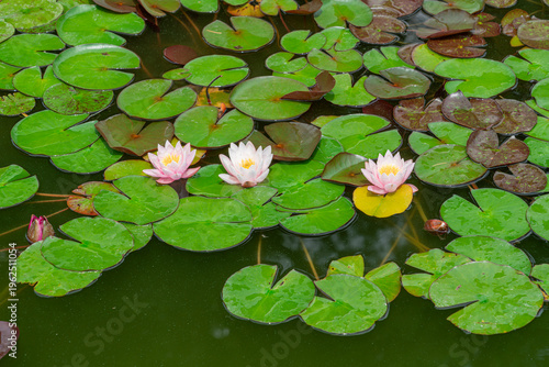 Water lilies bloom on a quiet pond in springtime